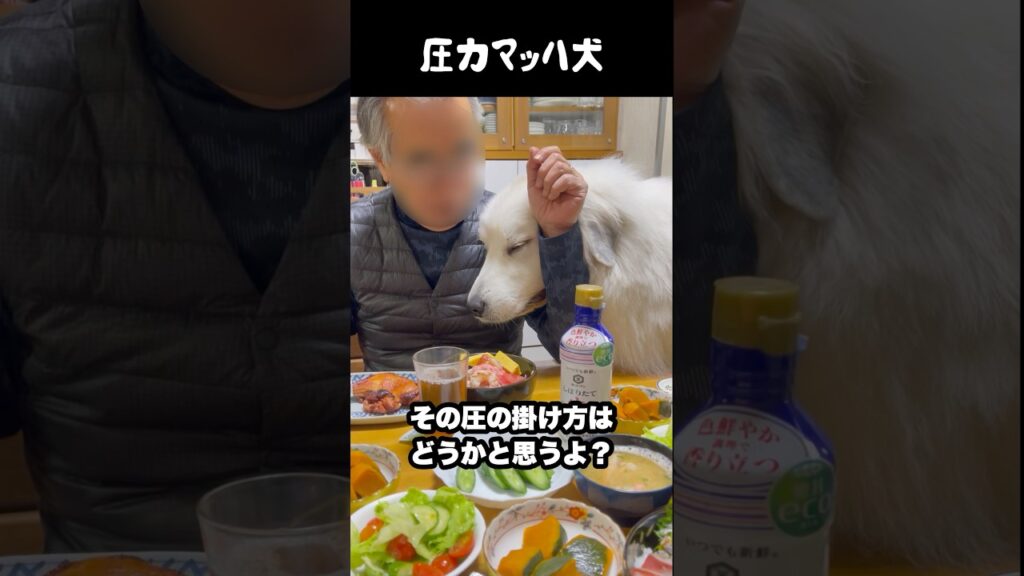 どえらい圧の掛け方をする愛犬　#greatpyrenees #癒し #大型犬のいる生活 #大型犬と暮らす #大型犬 #グレートピレニーズ #犬のいる生活 #愛犬 #可愛い #ペット
