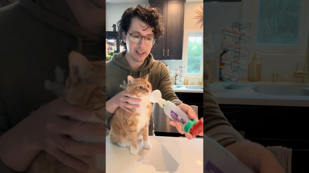 喘息のある猫