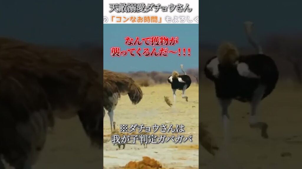 動物のおもしろ画像にツッコミどころ満載なアフレコしてみた＃337【ダチョウ】【ハプニング映像】#shorts　#アフレコ #面白動画