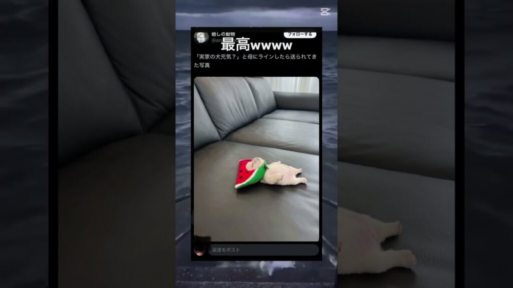 かわいい#shortvideo #shorts #ばずれ #dog #犬 #かわいい犬 #癒し