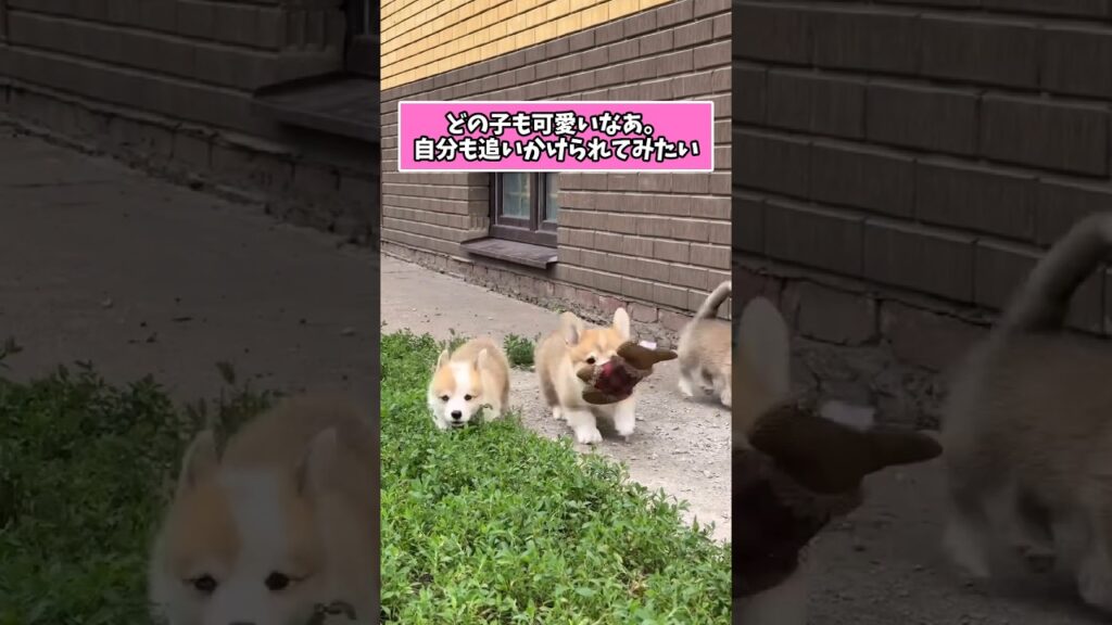 仕事で疲れた皆に贈る笑いと癒しのコーギーパピー5選ww　#コーギー #子犬 #癒し #コーギーのいる暮らし #犬のいる生活 #元気になる動画