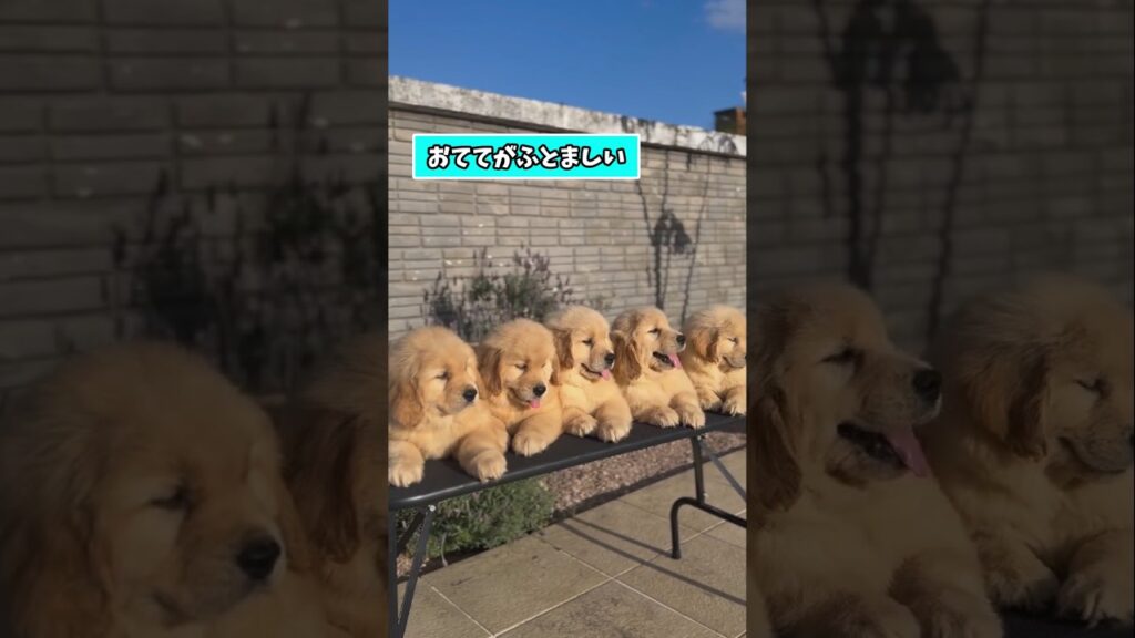 仕事で疲れた皆に贈る笑いと癒しのゴールデンパピー5選ww　#ゴールデンレトリバー #ゴールデンレトリバー子犬 #笑える #癒し #子犬のいる生活 #犬好きさんと繋がりたい #元気になる動画