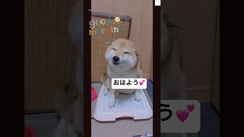 朝から可愛い柴犬💕　　　　#柴犬　#犬　#かわいい #おはよう #癒し