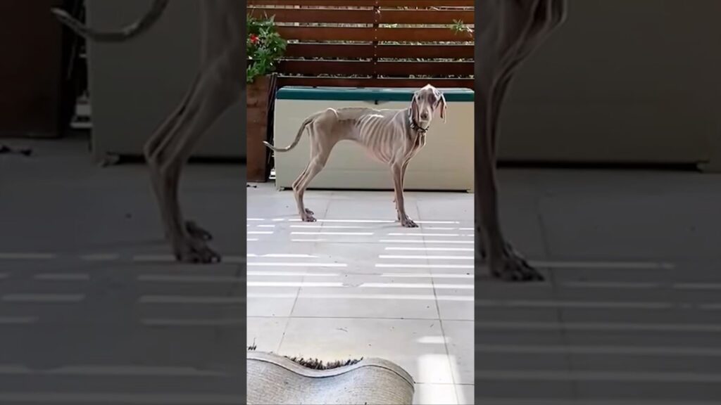 ご飯を食べても痩せている犬