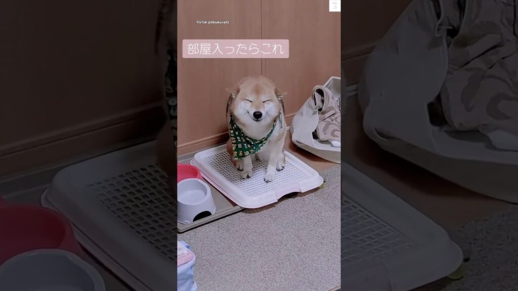 部屋入ったら満面の笑みの柴犬☺️    #柴犬  #犬　#かわいい #犬のいる暮らし #癒し
