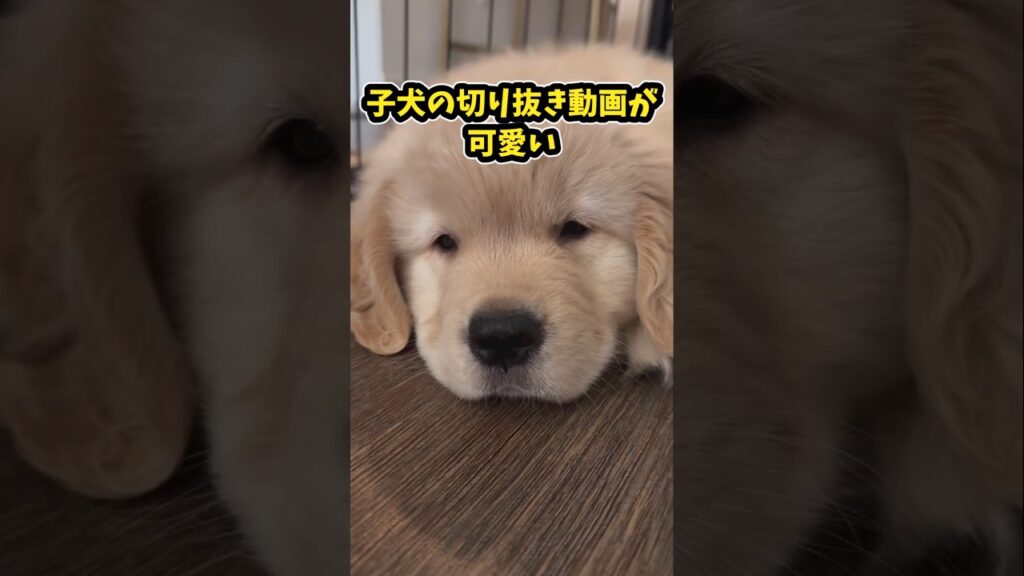 仕事で疲れた皆に贈る笑いと癒しのゴールデンパピー5選ww　#ゴールデンレトリバー子犬 #ゴールデンレトリバー #笑える #癒し #大型犬のいる生活 #犬好きさんと繋がりたい #元気になる動画