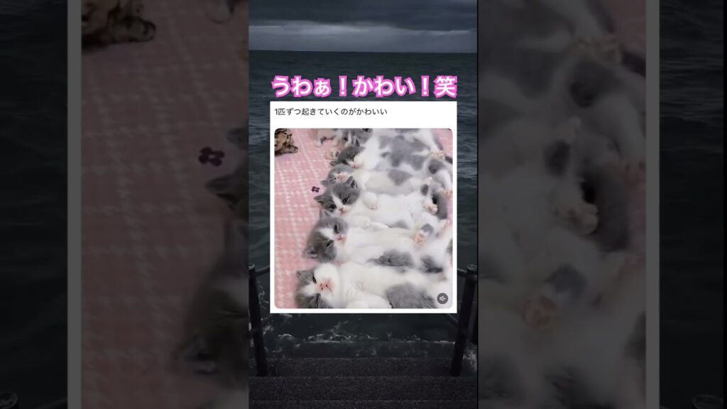 ここが天国ですか…笑　#動物 #元気になる動画 #癒し #子ネコ #癒し動画 #猫