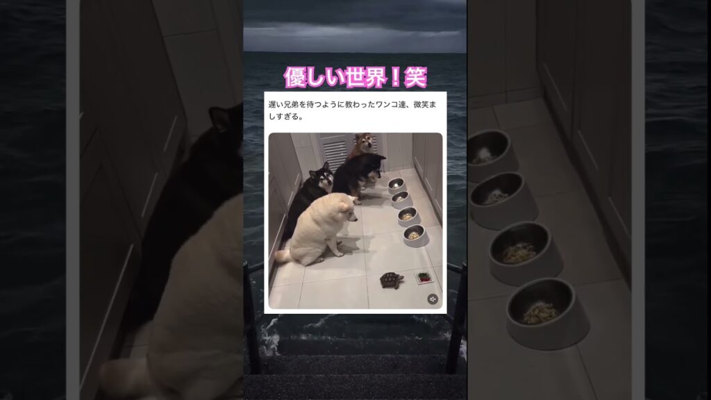 みんな偉すぎる！　#動物 #元気お届け #元気になる動画 #癒し動画 #癒し #亀 #犬 #可愛い #かわいい