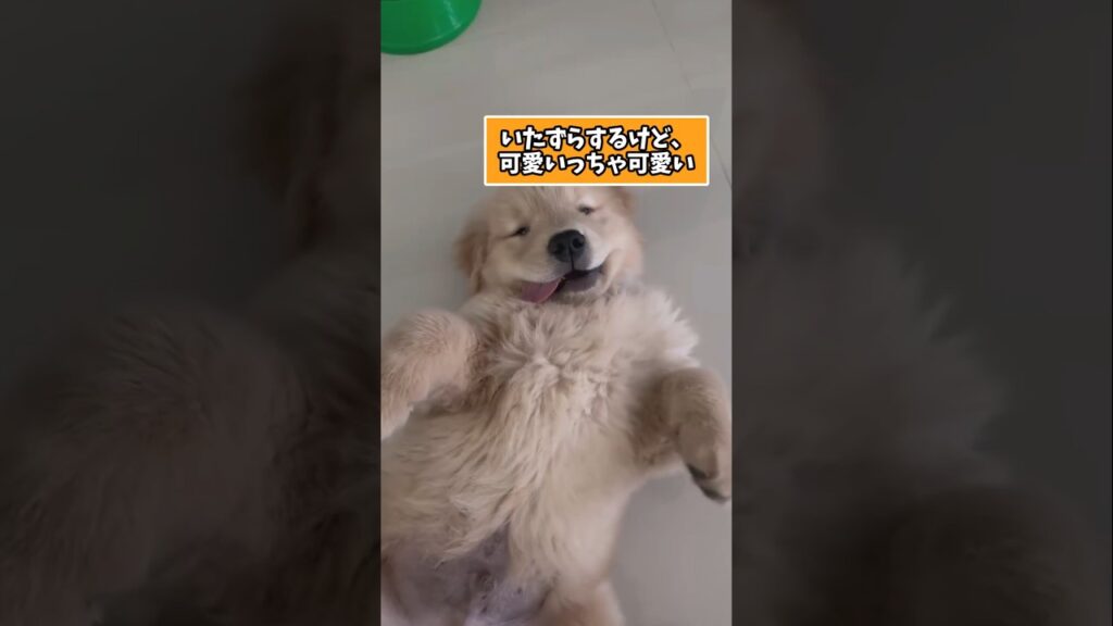 仕事で疲れた皆に贈る笑いと癒しのゴールデンパピー5選ww　#ゴールデンレトリバー子犬 #ゴールデンレトリバー #笑える #癒し #子犬のいる生活 #犬好きさんと繋がりたい #元気になる動画