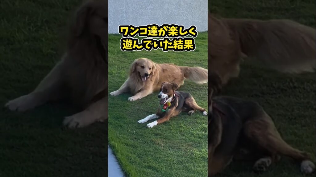 仕事で疲れた皆に贈る笑いと癒しのワンちゃん5選ww　#犬 #笑える #癒し #犬のいる暮らし #犬のいる生活 #犬好きさんと繋がりたい #元気になる動画
