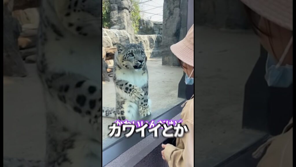 ユキヒョウは雪山の王なのにビビリ？おもちゃに怖がる姿が可愛すぎた