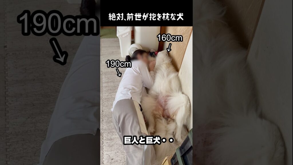 愛犬が抱き枕すぎて天国すぎる　#greatpyrenees #癒し #大型犬のいる生活 #大型犬と暮らす #大型犬 #グレートピレニーズ #犬のいる生活 #ペット #愛犬 #可愛い