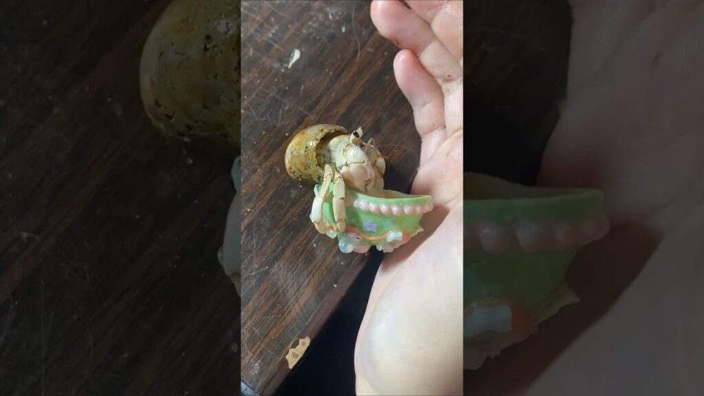 かわいい家に引っ越すヤドカリ