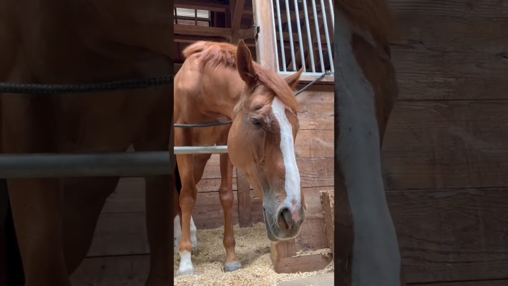 【2025.09.30】永遠ちゃん🐴眠い💤💤
