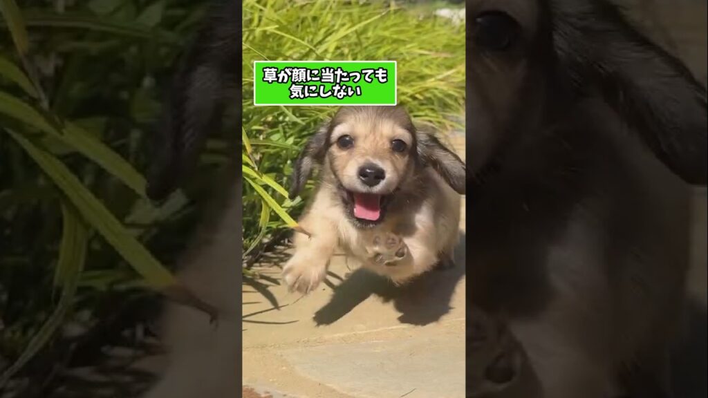 仕事で疲れた皆に贈る笑いと癒しの子犬5選ww　#子犬 #笑える #癒し #子犬のいる生活 #子犬のいる暮らし #犬好きさんと繋がりたい #元気になる動画
