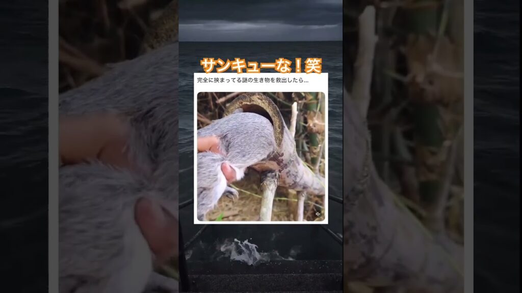 顔ジワる。笑　#元気になる動画 #動物 #癒し動画 #癒し #可愛い#かわいい