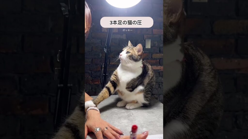 #ねこのいる生活 #癒し #家族