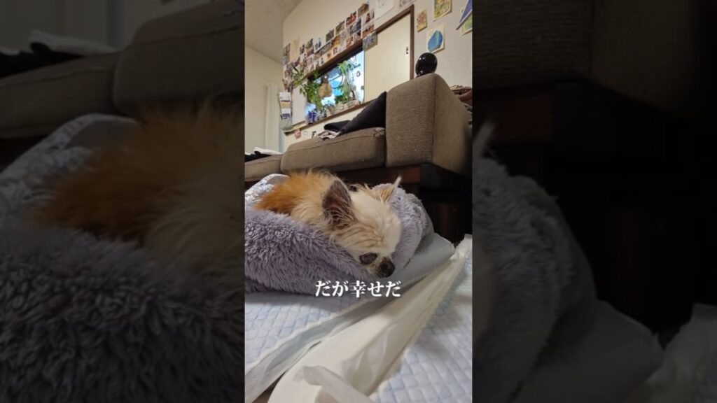 19歳チワワ | 眠れないけど幸せである  #チワワ #癒し #shorts  #ペット #犬のいる生活