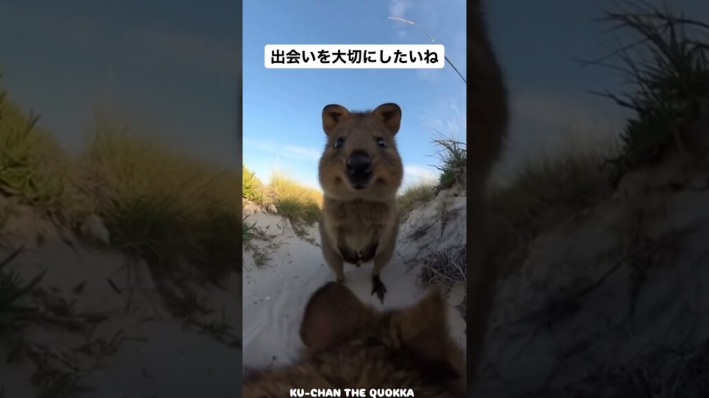 🐿️「たまたま出会えたこの瞬間が、なんだか特別。」#一期一会 #クオッカ #癒し動画  #quokka