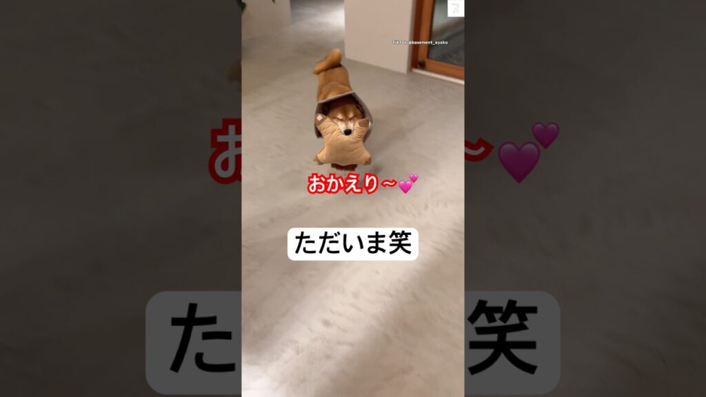 全力スマイル‼️笑顔でお出迎えする柴犬が可愛すぎる💕　　　#柴犬　#犬　#かわいい #犬のいる暮らし #癒し