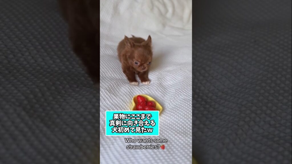 仕事で疲れた皆に贈る笑いと癒しのチワワ5選ww　#チワワ #笑える #癒し #犬のいる生活 #犬のいる暮らし #犬好きさんと繋がりたい #元気になる動画