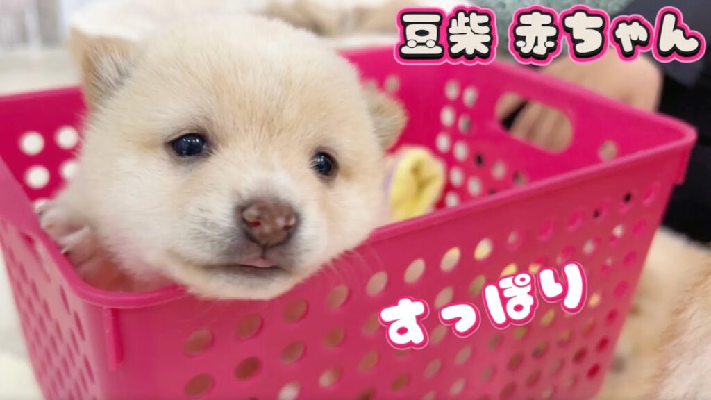 【豆柴犬】”超癒し”無気力…すっぽり…可愛すぎる赤ちゃんの体重測定の様子を集めました！【子犬と癒し】まめしば亭ブログvlog