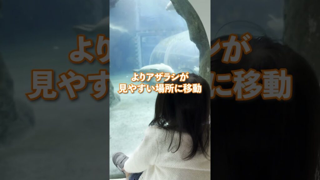 初めての動物園でビビった2歳児w #shorts #かわいい #癒し #びっくり #こどものいる生活 #柴犬と子供