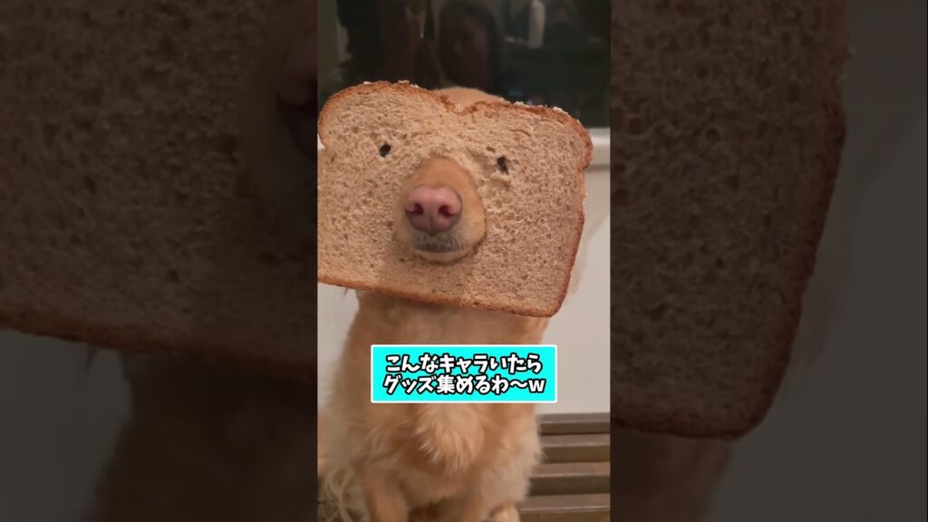 仕事で疲れた皆に贈る笑いと癒しのワンちゃん5選ww　#犬 #笑える #癒し #犬のいる暮らし #犬のいる生活 #犬好きさんと繋がりたい #元気になる動画