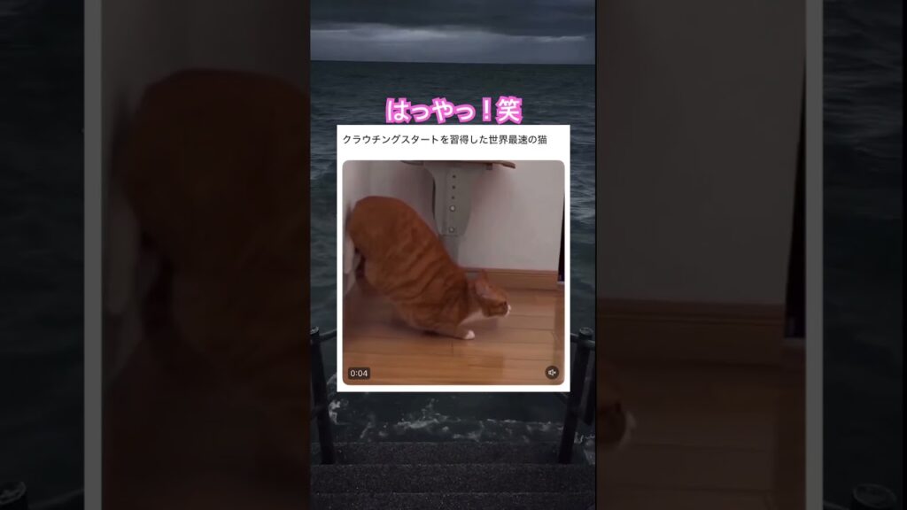 さすがだね笑　#動物 #元気になる動画 #癒し動画 #癒し #可愛い #かわいい #猫 #短距離走