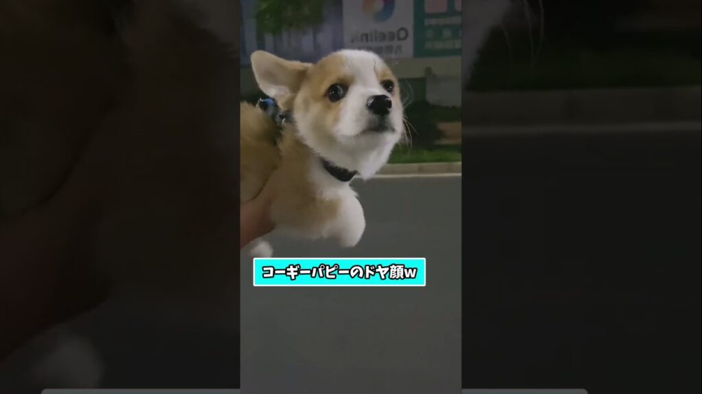 仕事で疲れた皆に贈る笑いと癒しのコーギーパピー5選ww　#コーギー #子犬 #笑える #癒し #コーギーのいる暮らし #犬好きさんと繋がりたい #元気になる動画