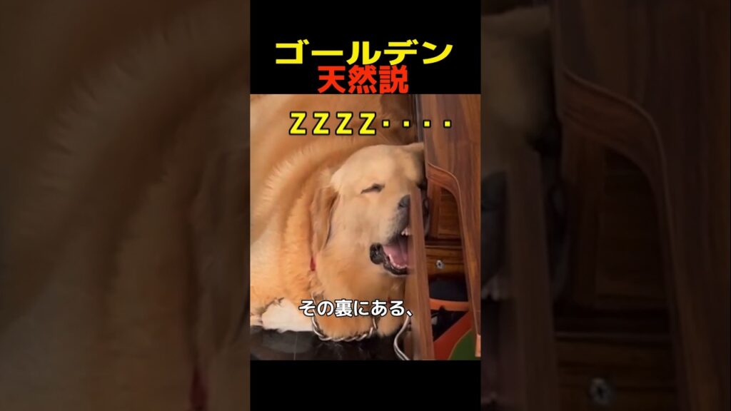 ゴールデン　天然説　#ゴールデンレトリバー #笑える #癒し #大型犬のいる生活 #大型犬のいる暮らし #犬好きさんと繋がりたい #元気になる動画
