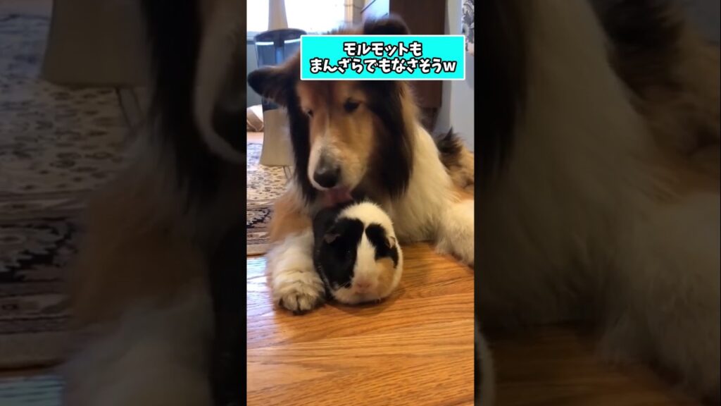 仕事で疲れた皆に贈る笑いと癒しのシェルティ5選ww　#シェットランドシープドッグ #笑える #癒し #犬のいる暮らし #犬のいる生活 #犬好きさんと繋がりたい #元気になる動画