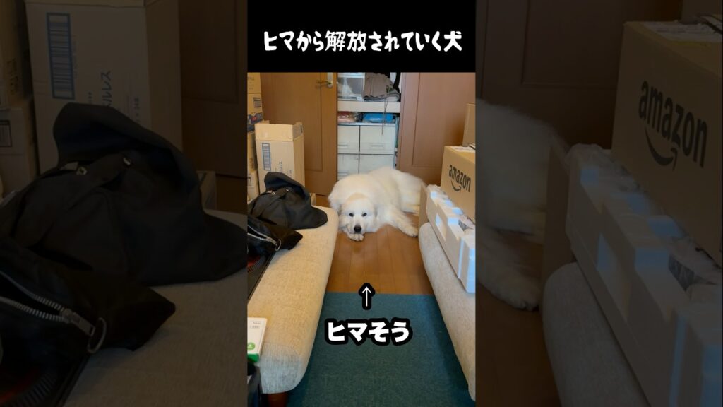 暇から解放されていく愛犬　#greatpyrenees #癒し #大型犬のいる生活 #大型犬と暮らす #大型犬 #グレートピレニーズ #犬のいる生活 #可愛い #愛犬 #ペット