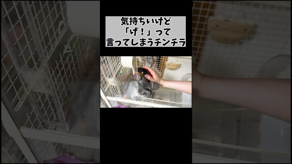 ブラッシング中ずっと“げ！”って言うチンチラがこちら #チンチラ #癒し #animalshorts #shorts #ショート動画