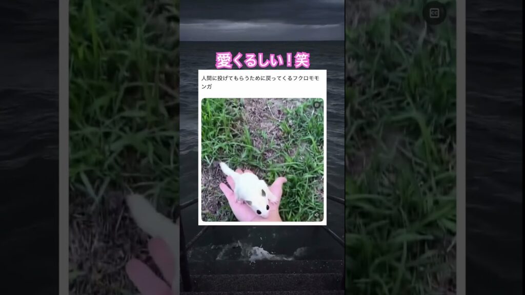 移動可愛すぎる笑　#shorts#動物#かわいい#可愛い#癒し#癒し動画 #モモンガ #フクロモモンガ
