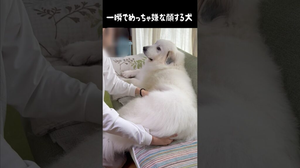 一瞬でめっちゃ嫌な顔になる愛犬　#greatpyrenees #癒し #大型犬のいる生活 #大型犬と暮らす #大型犬 #グレートピレニーズ #犬のいる生活 #可愛い #愛犬