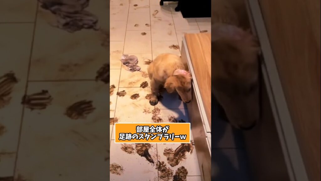 仕事で疲れた皆に贈る笑いと癒しのゴールデン5選ww　#ゴールデンレトリバー #笑える #癒し #大型犬のいる生活 #大型犬のいる暮らし #犬好きさんと繋がりたい #元気になる動画