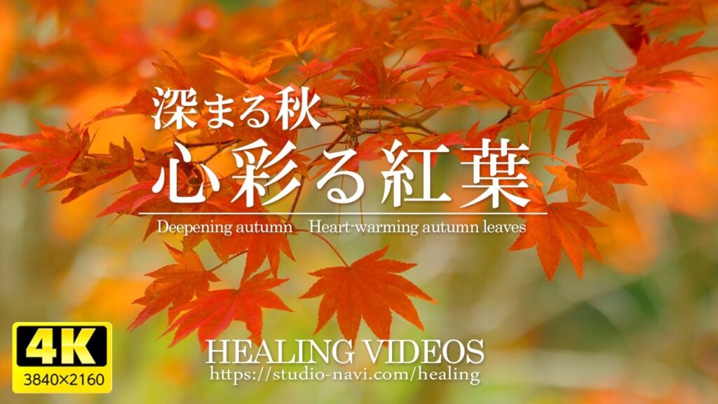 【癒し・4K風景映像/実写】深まる秋・心彩る紅葉(日本の美しい紅葉 VOL.7)/疲れた心身の回復とリラックス効果、目覚めの朝や眠れない夜にもどうぞ。