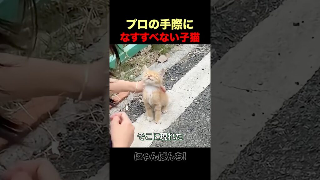熟練の手つきに数秒で子猫お迎え完了!