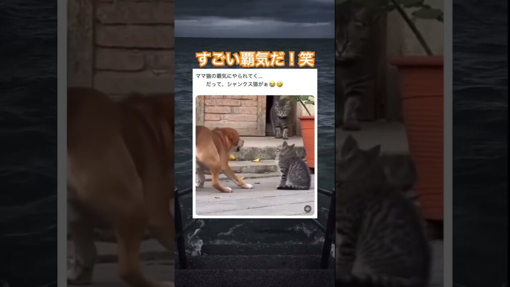 お母さんの圧力すごい!笑 #shorts#fyp#動物#可愛い#かわいい#癒し#癒し動画#元気になる動画 #猫 #犬 #覇気