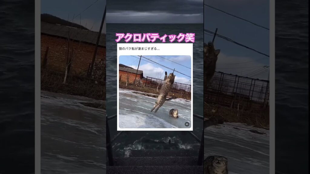 運動神経すごい笑 #shorts#動物#かわいい#可愛い#癒し#癒し動画 #猫 #バク転