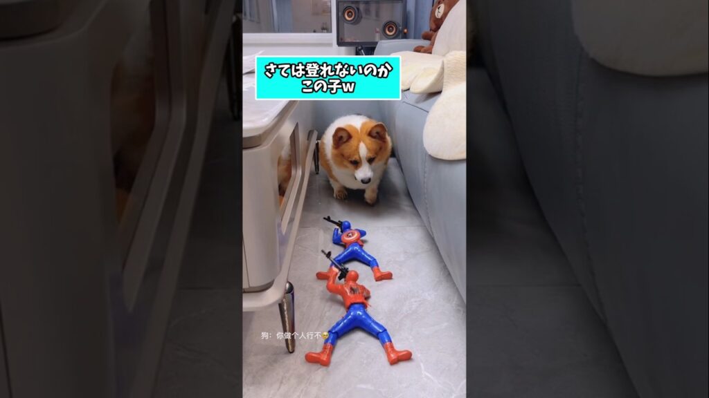 仕事で疲れた皆に贈る笑いと癒しのコーギー5選ww #コーギー #笑える #癒し #コーギーのいる暮らし #犬のいる生活 #犬好きさんと繋がりたい #元気になる動画