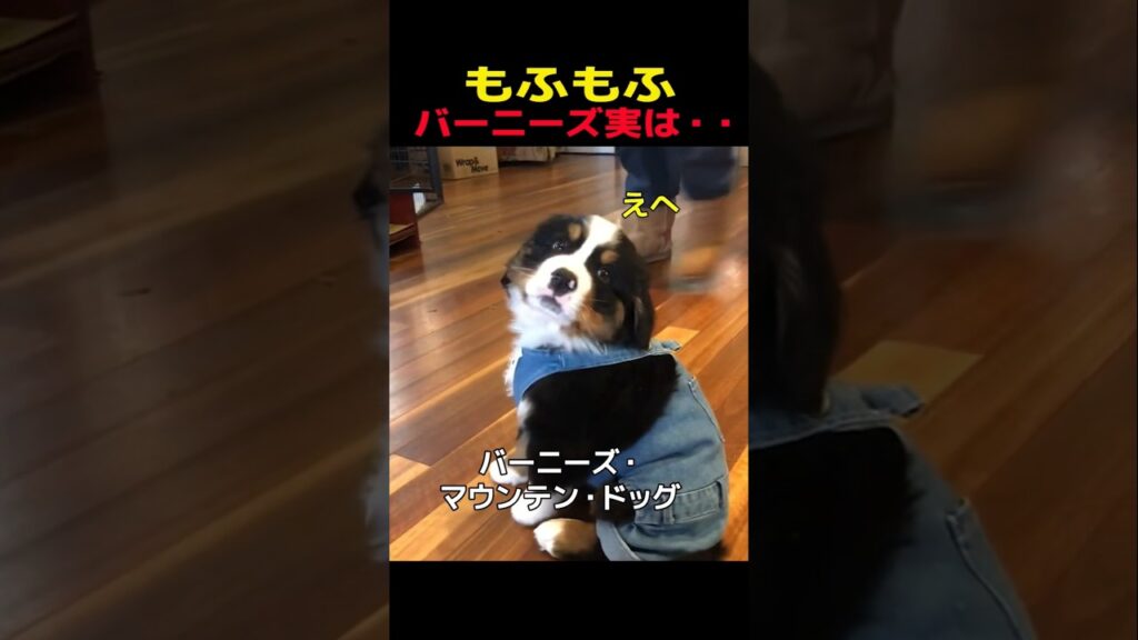 もふもふバーニーズ実は・・ #バーニーズマウンテンドッグ #笑える #癒し #大型犬のいる生活 #大型犬のいる暮らし #犬好きさんと繋がりたい #元気になる動画