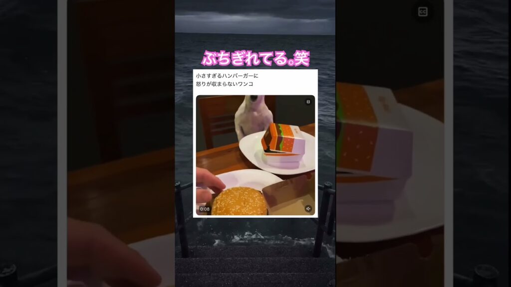 めっちゃ怒るじゃん。笑　#shorts#動物#かわいい#可愛い#癒し#癒し動画 #犬 #怒り