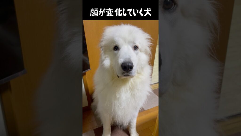 顔が徐々に変化していく愛犬 #greatpyrenees #癒し #大型犬のいる生活 #大型犬と暮らす #大型犬 #グレートピレニーズ #犬のいる生活 #可愛い #愛犬