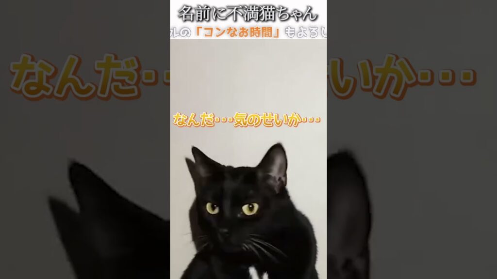 猫のおもしろ画像にツッコミどころ満載なアフレコしてみた＃349【名前】【ハプニング映像】#shorts　#アフレコ #面白動画
