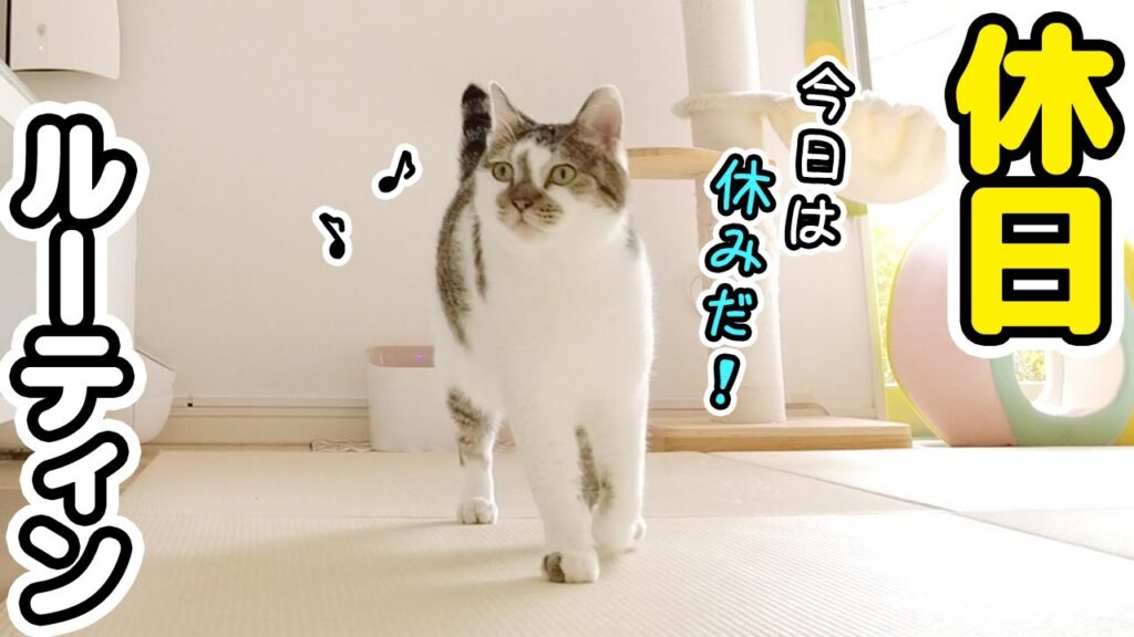 早朝4時起きの猫たちと過ごす、癒しの休日ルーティン