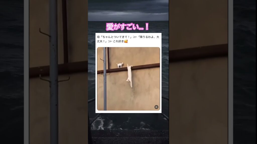 ウルっときちゃった… #動物 #癒し動画 #癒し #猫 #家族 #可愛い
