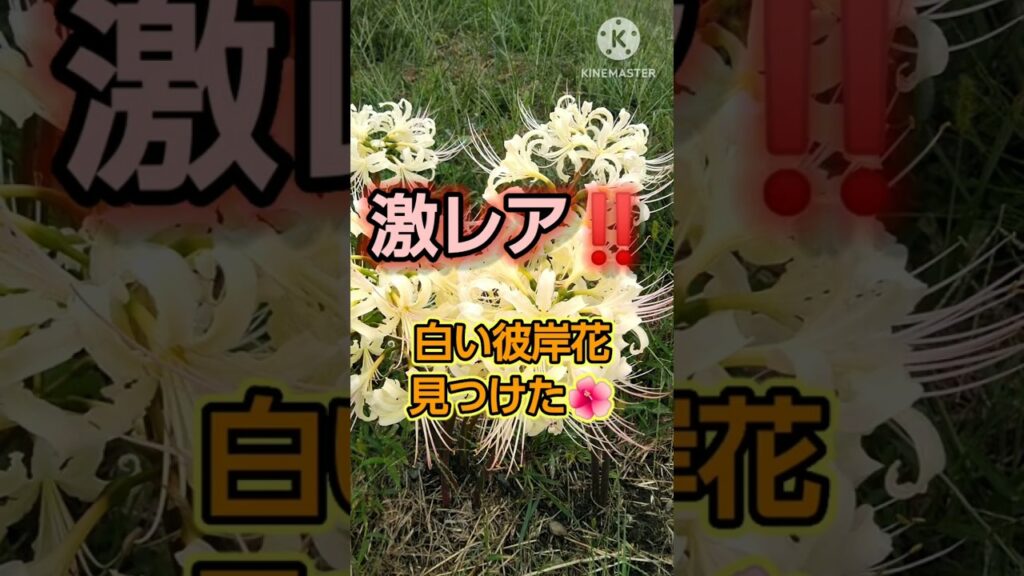 【奇跡】白い彼岸花を見つけました☺️