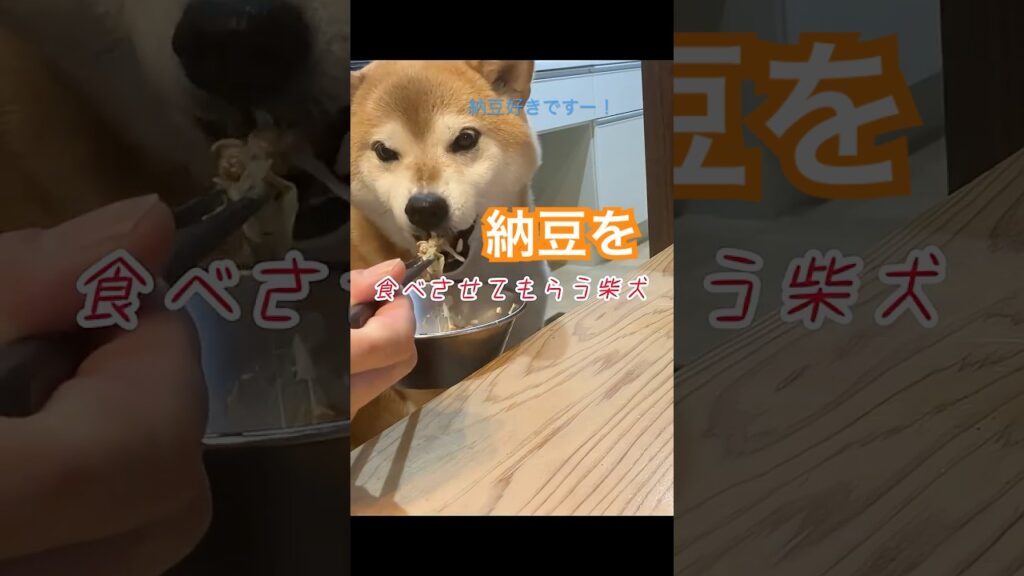 納豆が、好き！㊗️36万回再生　　　　　　　　　　　　　#shiba #柴犬 #shibainu #癒し #shorts #naver #시바#chai #曇りなきまなこ#納豆